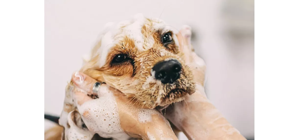 Jak często kąpać psa? Jakie kosmetyki dla psa kupić?